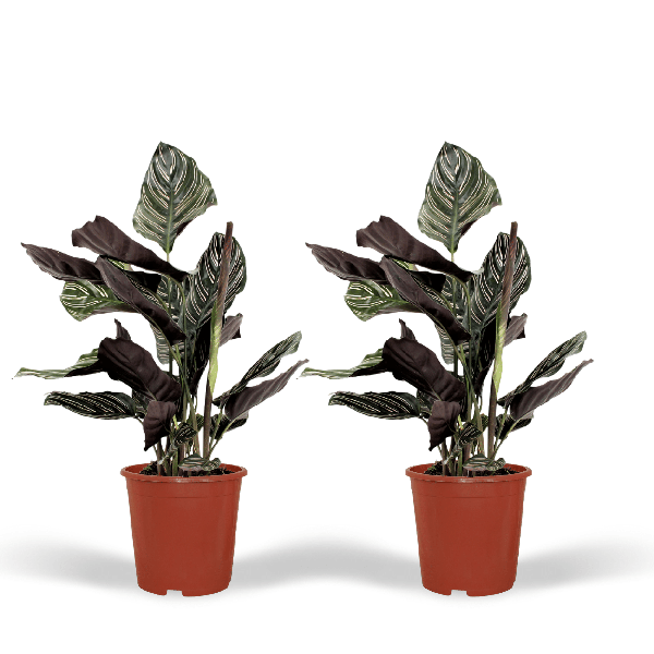 Calathea Ornata - Pauwenplant - set van 2
