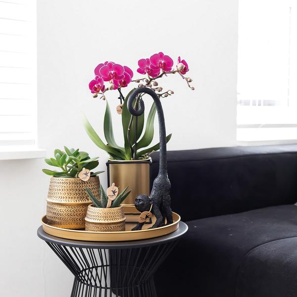 Paarse phalaenopsis orchidee - Morelia + Groove sierpot goud