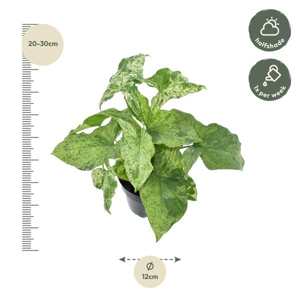 Syngonium Mottled