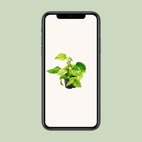 Epipremnum Marble Queen - Scindapsus