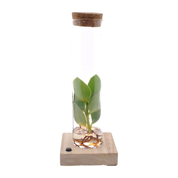 Clusia In Tube Glas + LED
