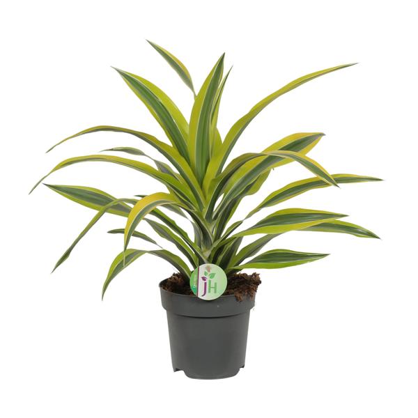 Dracaena Fragrans Lemon Lime