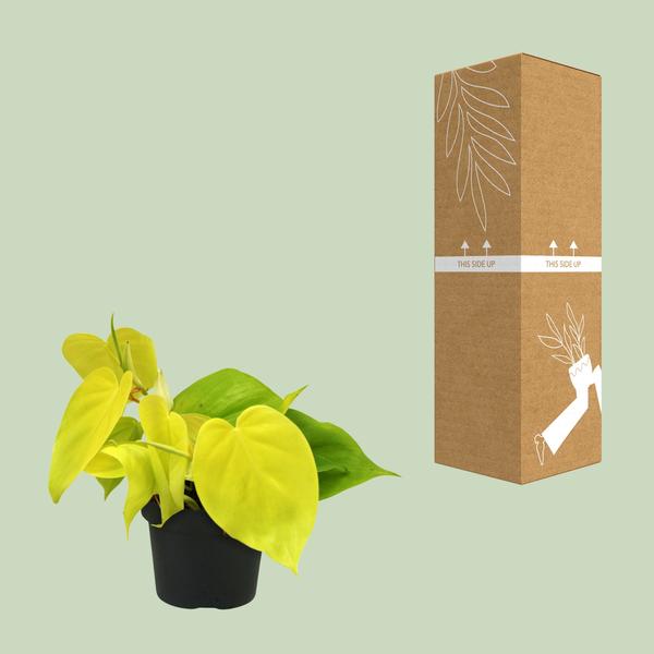 Philodendron Lime