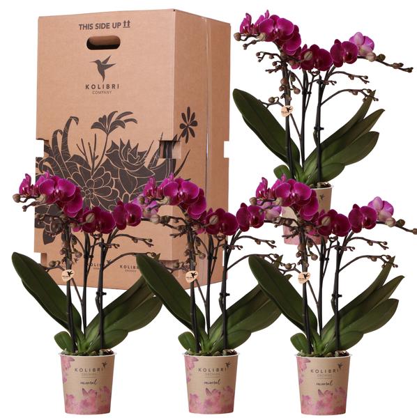 Orchids - Surprise box eenkleurig - verrassingsbox met 4 verschillende orchideeën