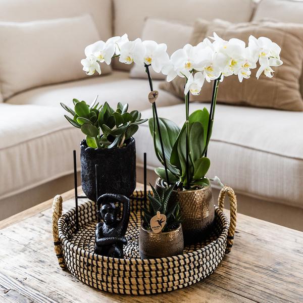 Plantenset met Phalaenopsis Orchidee en Succulenten incl. keramieken sierpotten