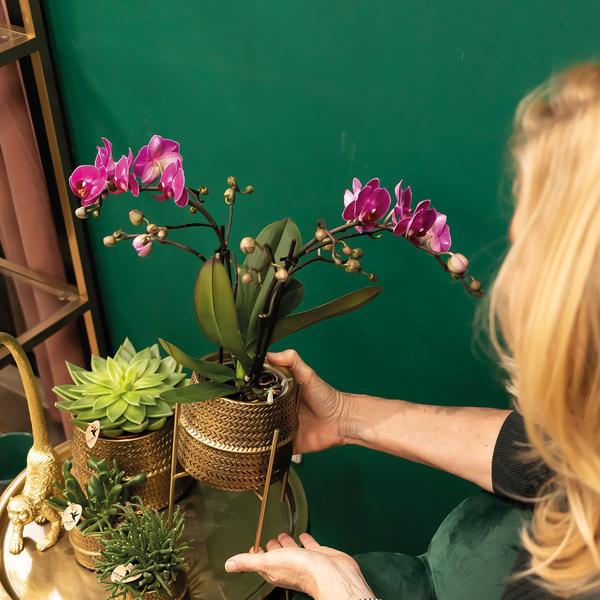 Paarse phalaenopsis orchidee - Morelia + Groove sierpot goud