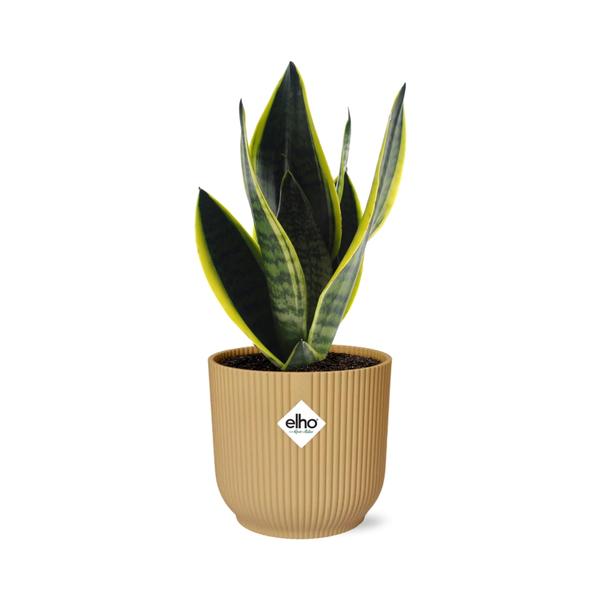 Sansevieria Futura Superba in ELHO Vibes Fold geel