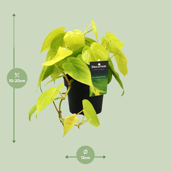 Philodendron Lime