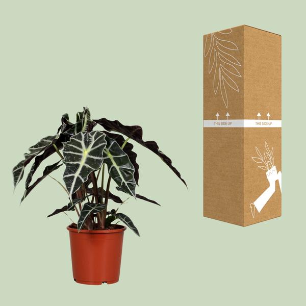 #AlocasiaPolly #IndoorPlants #Houseplants #DecorativePlants #PottedPlants #17cmPot #MediumSizePlant #45cmTallPlant #TropicalPlants #ExoticPlants #UniqueFoliage #GreeneryDecor #HomeDecor #OfficePlants #LivingRoomPlants #LowMaintenancePlants #AirPurifyingPlants #IndoorGreenery #EasyCarePlants #StatementPlant #ElephantEarPlant