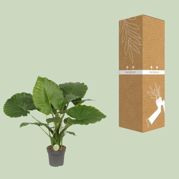 #AlocasiaCalifornia
#HousePlants
#IndoorPlants
#TropicalPlants
#PlantLovers
#GreenLiving
#UrbanJungle
#BigLeafPlants
#ExoticPlants
#PlantCare
#AirPurifyingPlants
#HomeDecorPlants
#ModernLiving
#TropicalHomeDecor
#BuyPlantsOnline
#ShopAlocasia
#PlantDecor
#IndoorJungle
#ShopNow
