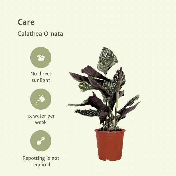 Calathea Ornata - Pauwenplant - set van 2