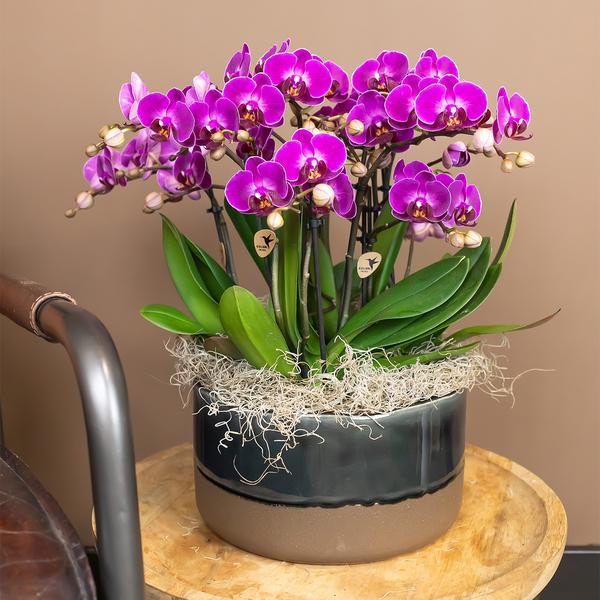Paarse phalaenopsis orchidee - Morelia