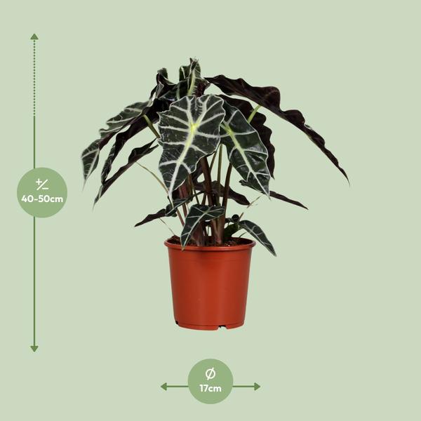 #AlocasiaPolly #IndoorPlants #Houseplants #DecorativePlants #PottedPlants #17cmPot #MediumSizePlant #45cmTallPlant #TropicalPlants #ExoticPlants #UniqueFoliage #GreeneryDecor #HomeDecor #OfficePlants #LivingRoomPlants #LowMaintenancePlants #AirPurifyingPlants #IndoorGreenery #EasyCarePlants #StatementPlant #ElephantEarPlant