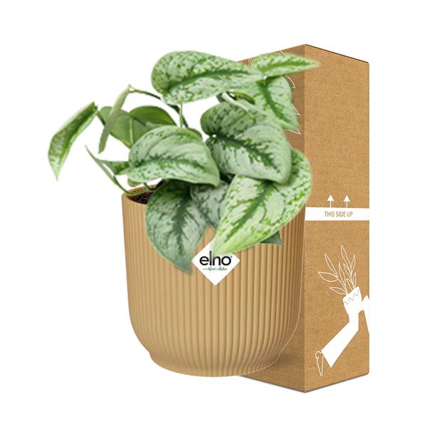 Scindapsus Pictus ‘Trebie’ in ELHO Vibes Fold geel