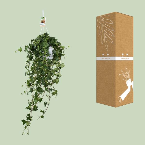Hedera Helix Pitsburg - Hang/XXL