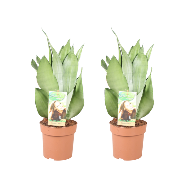 Sansevieria Moonshine - 2 stuks