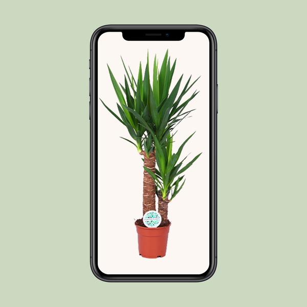 Yucca