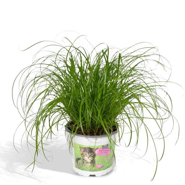 Cyperus Alternifolius - Kattengras