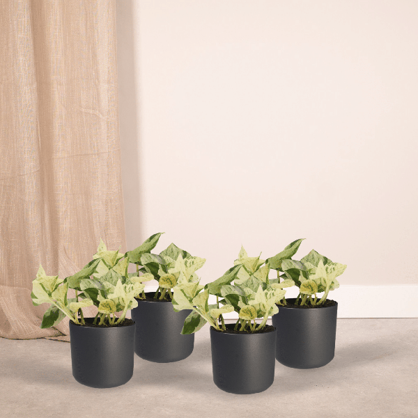 Epipremnum Happy Leaf - Scindapsus - 15cm - ø12 kwartet