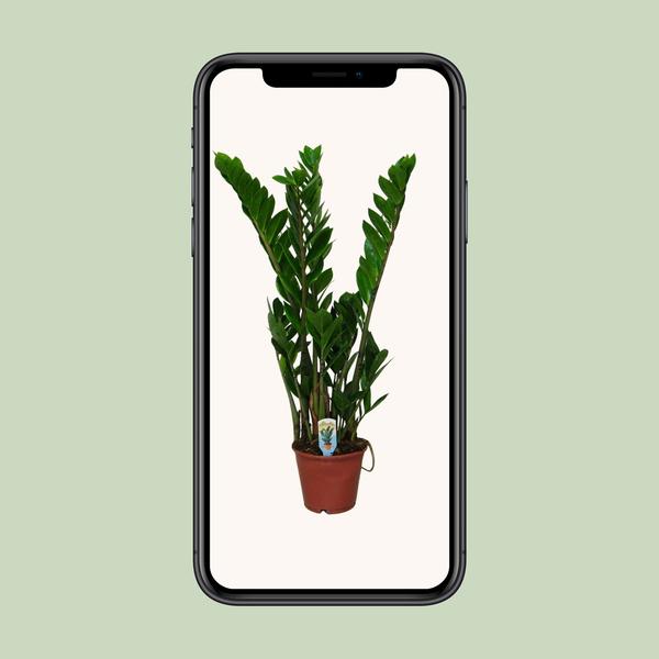 Zamioculcas Zamiifolia