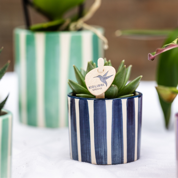 Mix van groene en bloeiende planten + Painted Stripe sierpotten