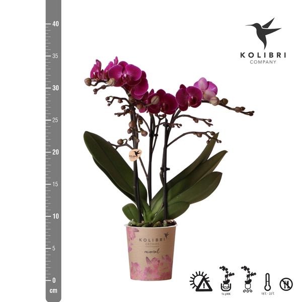 Paarse phalaenopsis orchidee - Morelia