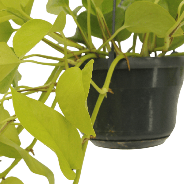 Epipremnum Golden Pothos (Scindapsus) - 2 stuks