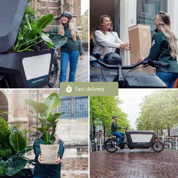 Philodendron Scandens - set van 2