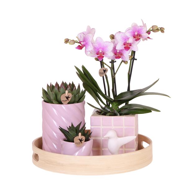 Roze Phalaenopsis Orchidee en Succulenten incl. keramieken sierpotten