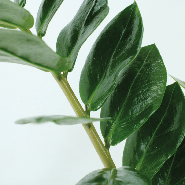 Zamioculcas Zamiifolia - Emerald palm - 50cm - ø14 set van 2