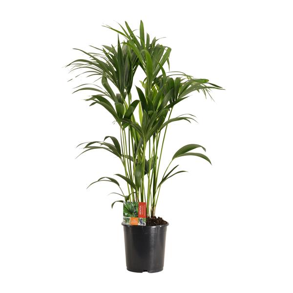 Howea Forsteriana