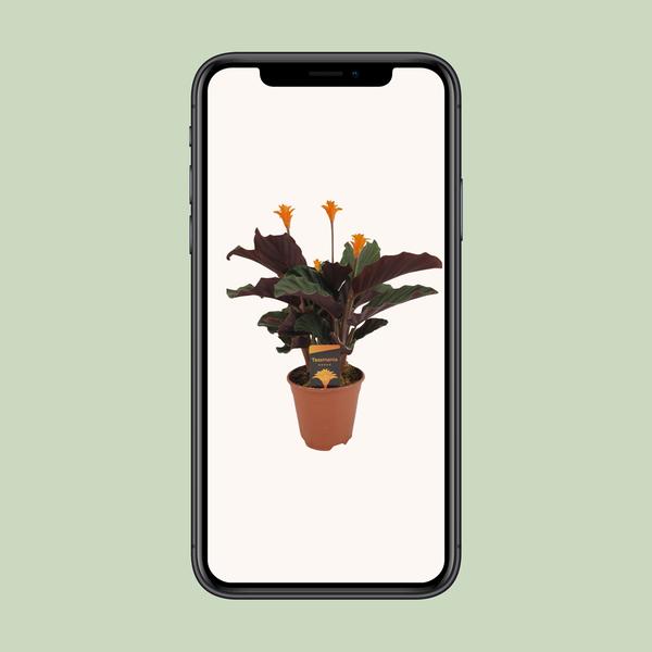 Calathea Crocata