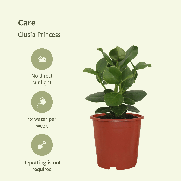 Clusia Princess (Handtekeningboom) 2 stuks
