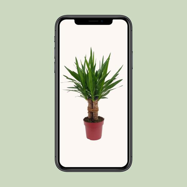 Yucca "Tres Cañas" 30 Stam