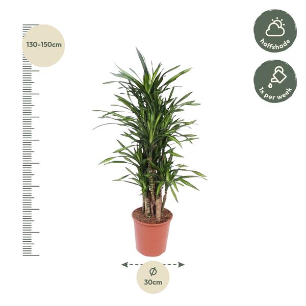 Dracaena Riki