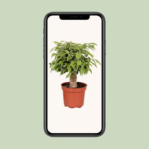 Ficus Benjamina Kinky