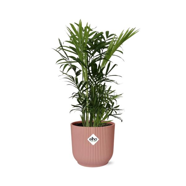 Chamaedorea Elegans in ELHO Vibes Fold roze