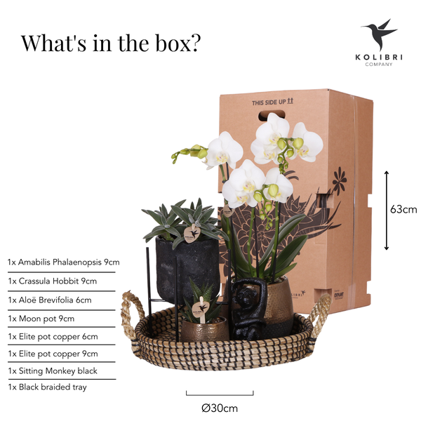 Plantenset met Phalaenopsis Orchidee en Succulenten incl. keramieken sierpotten