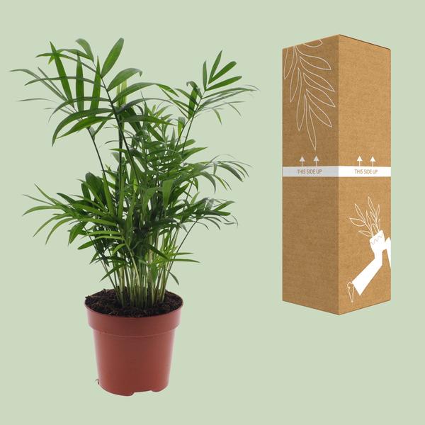 Chamaedorea Elegans - Mexicaanse Bergpalm