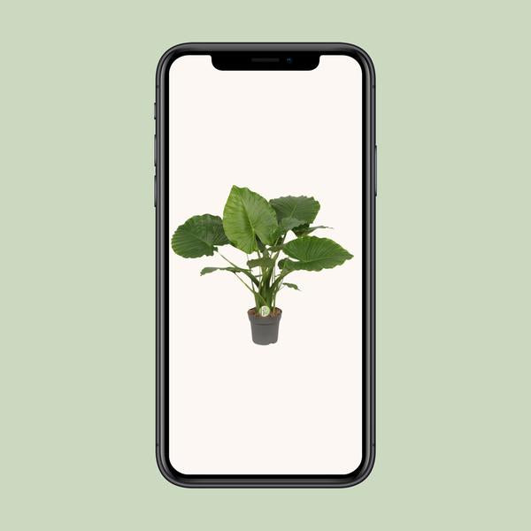 #AlocasiaCalifornia
#HousePlants
#IndoorPlants
#TropicalPlants
#PlantLovers
#GreenLiving
#UrbanJungle
#BigLeafPlants
#ExoticPlants
#PlantCare
#AirPurifyingPlants
#HomeDecorPlants
#ModernLiving
#TropicalHomeDecor
#BuyPlantsOnline
#ShopAlocasia
#PlantDecor
#IndoorJungle
#ShopNow