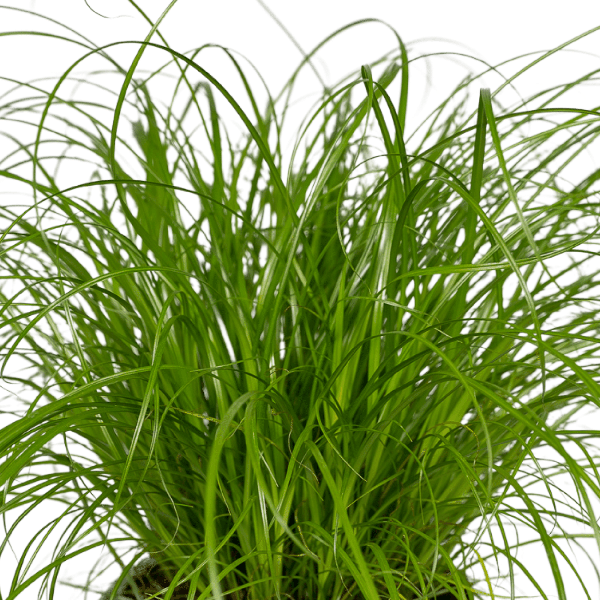 Cyperus Alternifolius (Kattengras) - 4 stuks
