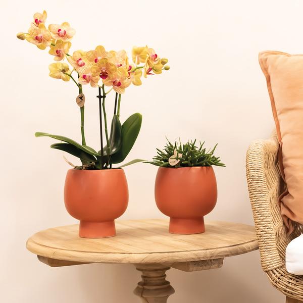 Oranje Phalaenopsis orchidee potmaat Ø9cm