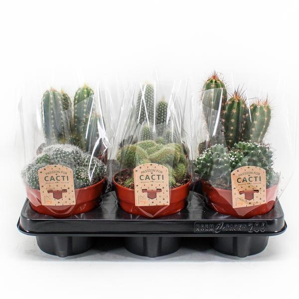 Cactus Mix