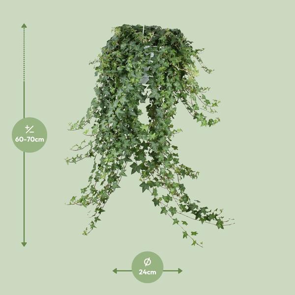 Hedera Helix Pitsburg - Hang/XXL