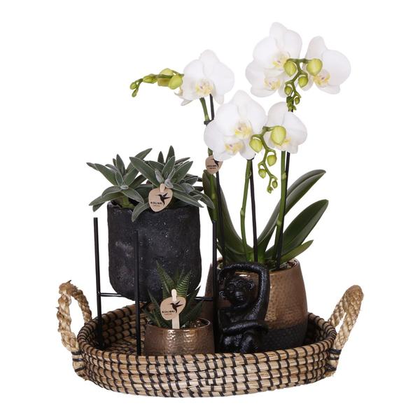 Plantenset met Phalaenopsis Orchidee en Succulenten incl. keramieken sierpotten
