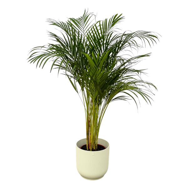 Areca palm - inclusief elho Vibes Fold Round wit