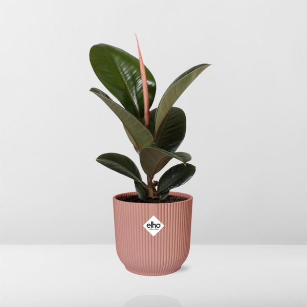 Ficus Elastica ‘Robusta’ in ELHO Vibes Fold roze