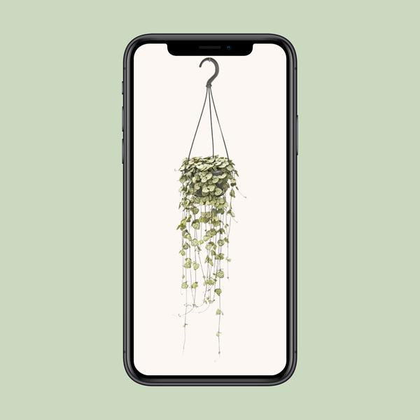 #CeropegiaWoodii
#StringOfHearts
#HangingPlants
#IndoorPlants
#PlantLovers
#GreenDecor
#HousePlantCommunity
#PlantAddict
#UrbanJungle
#PlantParenthood
#TrailingPlants
#BohoPlants
#HangingPlantDecor
#PlantStyle
#CeropegiaLove
#PlantTherapy
#HomeWithPlants
#PlantInspo
#IndoorJungle
#NatureAtHome