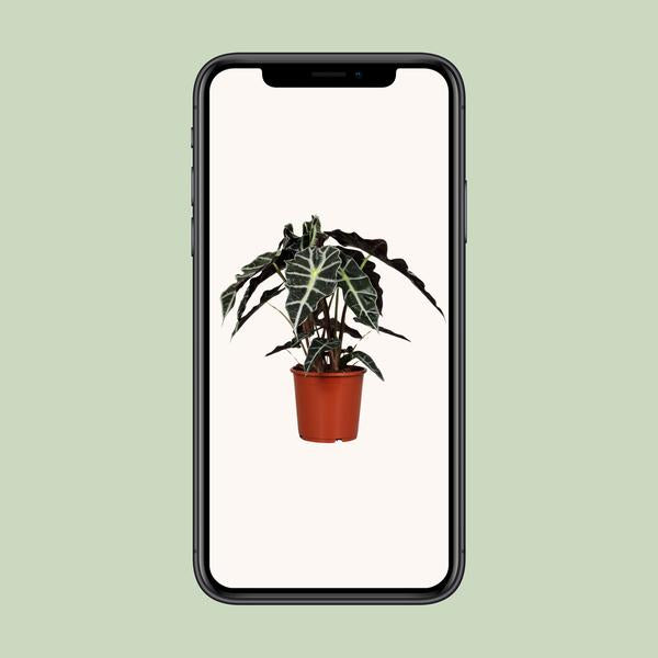 #AlocasiaPolly #IndoorPlants #Houseplants #DecorativePlants #PottedPlants #17cmPot #MediumSizePlant #45cmTallPlant #TropicalPlants #ExoticPlants #UniqueFoliage #GreeneryDecor #HomeDecor #OfficePlants #LivingRoomPlants #LowMaintenancePlants #AirPurifyingPlants #IndoorGreenery #EasyCarePlants #StatementPlant #ElephantEarPlant