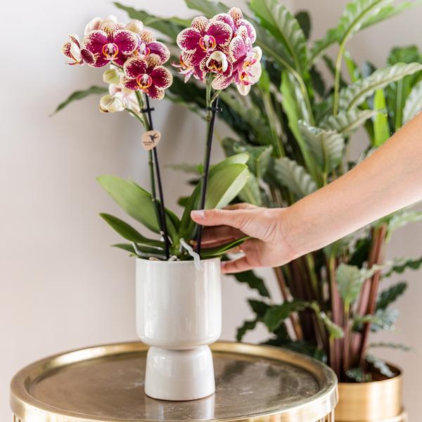 Orchids - Surprise box eenkleurig - verrassingsbox met 4 verschillende orchideeën